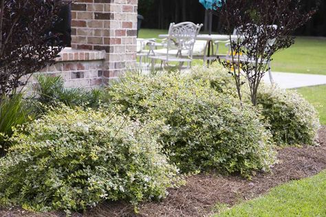 Foundation plants don’t have to be boring. Our list of evergreens, small shrubs, perennials, and ground covers can make a colorful foundation garden. Southern Living Plant Collection, Front Yard Plants, Southern Living Plants, Small Shrubs, Foundation Planting, Front Landscaping, House Landscape, Front Yard Landscaping Design, Gods Creation