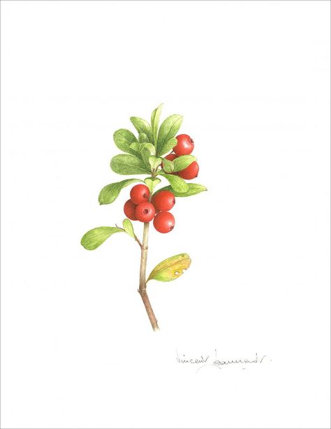 Cranberry Botanical Illustration, Lingonberry Drawing, Lingonberry Tattoo, Berry Garden, Branch Tattoo, Food Doodles, Winter Fruit, Decorative Bird Houses, Flower Sketches