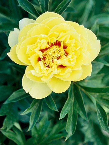 Bartzella A newer peony from the 1980s, 'Bartzella' offers rich, golden-yellow blooms. Name: Paeonia 'Bartzella' Bloom Time: Midseason Growing Conditions: Full sun and well-drained soil Size: To 40 inches tall Zones:3-7 Native to North America: No Why We Love It: Golden-yellow peonies are as rare as they are beautiful. Yellow Peonies, Peonies Garden, Have Inspiration, Desert Plants, Garden Stuff, Peony Flower, Garden Flowers, Beautiful Blooms, Dream Garden