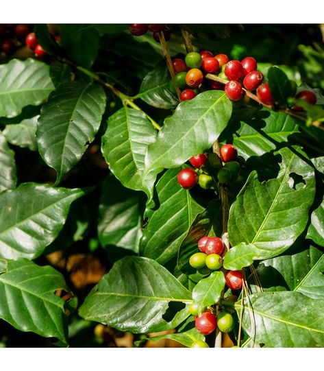 Pageant Costumes, Coffea Arabica, Coffee Beans, Fruit, Coffee, Flowers, Green