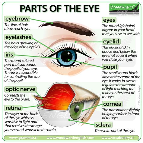 Parts of the Eye in English - ESOL Vocabulary  In this English vocabulary lesson we look at common words associated with the eye and their functions.  #ESOL #EnglishTeacher #EnglishVocabulary #Eyes #LearnEnglish Parts Of The Eyes Grade 3, Parts Of The Eye And Functions, Medical Words In English, Eye Parts Name, Eye Biology, Parts Of The Eyes, Eye Lesson, Parts Of An Eye, Human Body Vocabulary