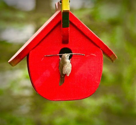 Wren Bird House, Funny Bird Pictures, House Wren, Wren House, Wren Bird, Saw Whet Owl, Bluebird House, Small Entrance, Wooden Bird Houses