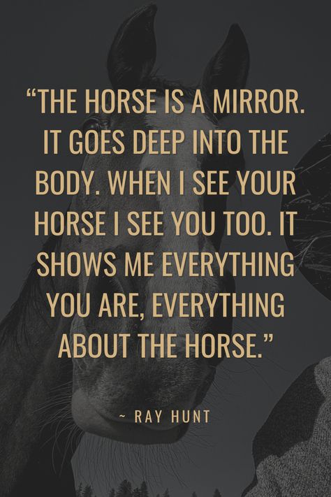 Horse Bond Quotes, Good Horse Quotes, Ray Hunt Quotes, A Girl And Her Horse Quotes, Horse Quotes Meaningful Short, Horse Quotes Meaningful, Cute Horse Quotes, Horse Sketches, Horses Quotes