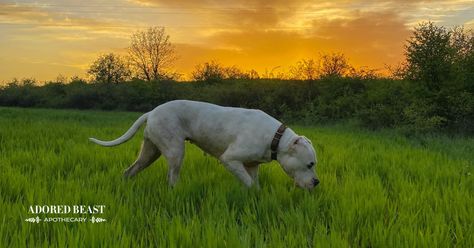 The Age-old Question: Why Do Dogs Eat Grass? Lots Of Dogs, Best Air Purifying Plants, Hoof Care, Air Purifying Plants, Horse Owner, Dog Eating, Dog Show, Clean Air, Pet Health