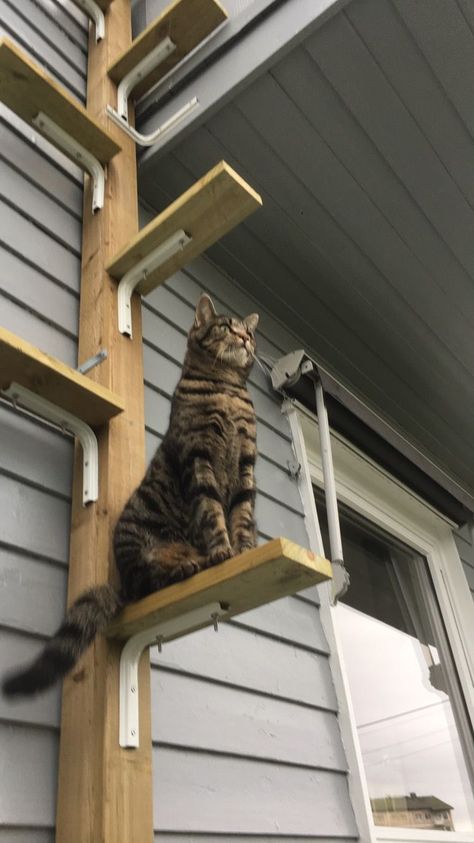 Katt Hus, Katt Diy, Cat Playground Outdoor, Katt Grejer, Cat Ladder, Kat Diy, Cat Stairs, Cat Patio, Diy Cat Tree