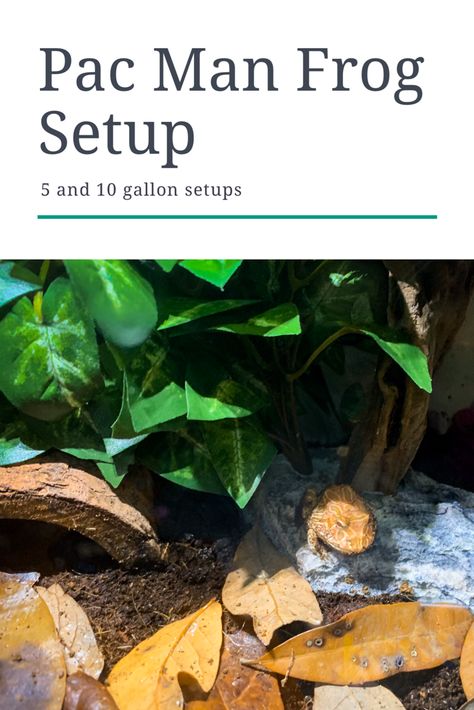 Pacman Frog Setup, Pacman Frog Terrarium, Pacman Frog Tank, Pac Man Frog Enclosure, Pacman Frog Care, Pac Man Frog, Reptile Crafts, African Clawed Frog Tank, Poison Dart Frog Paludarium