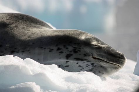 Danger Beneath the Water: 10 Facts About Leopard Seals Leopard Seal Aesthetic, Leopard Facts, Aquatic Mammals, Leopard Seal, Aggressive Animals, Cute Seals, Apex Predator, Prehistoric Creatures, Sea Lion