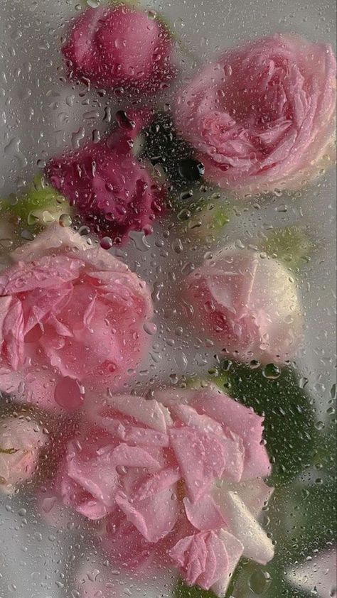 Wet Flowers, Instagram Roses, Floral Wallpaper Iphone, Vintage Flowers Wallpaper, Iphone Wallpaper Hipster, Flowery Wallpaper, Flying Tomato, Iphone Wallpaper Girly, Backgrounds Phone Wallpapers