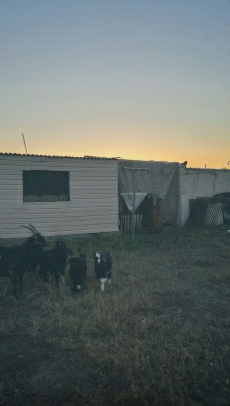 village cotagge core kazakh aul kazakh village goats cute animals cute goats instagram photo ideas nature beautiful sunset sunrise Photo Ideas Nature, Goats Cute, Instagram Photo Ideas, Cute Goats, Animals Cute, Sunset Sunrise, Nature Beautiful, Beautiful Sunset, Sunrise Sunset