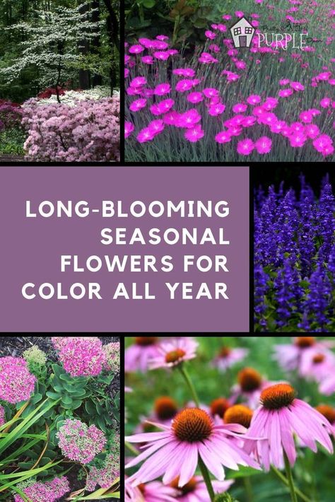 creating seasonal flower and plant groupings with these long-blooming seasonal flowers that bring color all year #landscaping #flowers Dogwood Blooms, Long Blooming Perennials, Purple Door, Landscaping Flowers, Garden Planner, Flower Landscape, Landscaping Tips, Seasonal Flowers, Different Plants