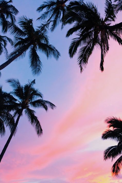 low-angle photography coconut trees during golden hour photo – Free Tree Image on Unsplash Wallpapers