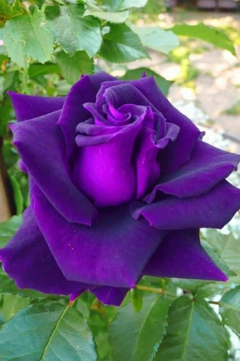 Rose Belle, Rose Flower Pictures, Planting Roses, Pretty Roses, Lavender Roses, Purple Rose, Beautiful Rose Flowers, Tea Roses, Rose Flowers