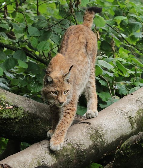 Eurasian Lynx, Small Wild Cats, Kinds Of Cats, Great Cat, Wildlife Photos, Warrior Cats, Animals Images, Lynx, Big Cats