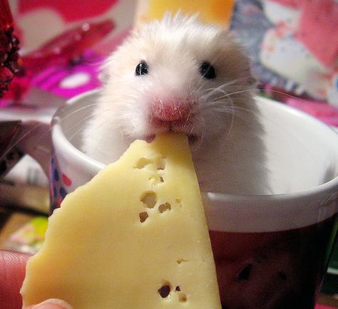 Eatin' cheese. Always cute. Hamster Pictures, A Hamster, Cute Rats, Funny Animal Photos, Cute Hamsters, Pet Rats, Little Critter, Cute Mouse, Animal Friends