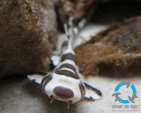 Brown banded bamboo shark (Chiloscyllium punctatum) Sea Puppies, Bamboo Shark, Cool Sea Creatures, Pet Shark, Underwater Beauty, Ocean Stuff, Thresher Shark, Water Magic, Types Of Sharks