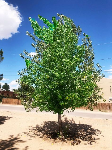 The Western Cottonwood Tree - Likes water and thrives near river banks. Jane Magnolia, Cottonwood Tree, Tree Growth, Desert Southwest, Garden Centers, Landscape Plants, Sunset Magazine, Western Landscape, Southwest Desert