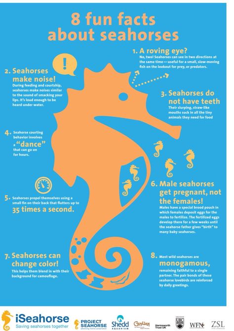 Facts about Seahorses. I already knew MOST of these that I previously learned many years ago. Fun Facts About Sea Animals, Sea Animal Facts, Sea Facts, Seahorse Facts, Male Seahorse, Oceanography Marine Biology, Marine Science, Fun Facts For Kids, Ocean Unit