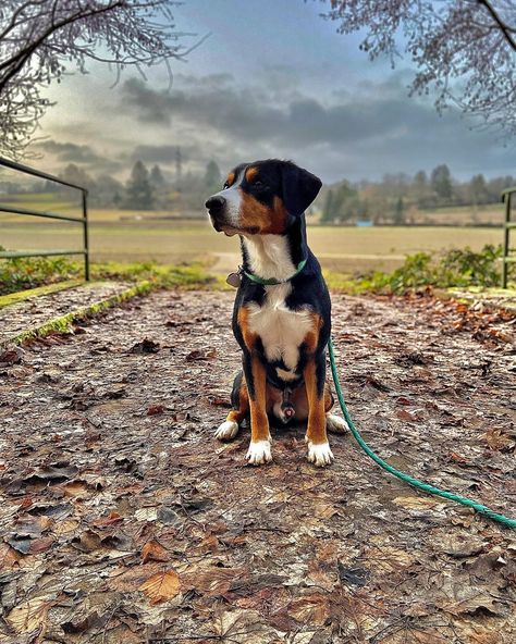 Entlebucher Mountain Dog, Greater Swiss Mountain Dog, Swiss Mountain Dogs, Dogs Breeds, Mountain Dog, Mountain Dogs, Dog Lover, Tigers, Dog Breeds