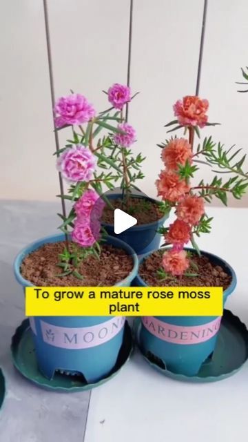 Rose Moss, Growing Moss, Moss Plant, Rose Arrangements, Creative Gardening, Grow Your Own, Last Month, Dream Garden, House Plants