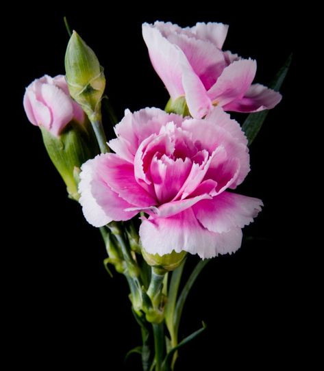 Carnation Plants, Dianthus Flowers, Flora Flowers, Beautiful Flowers Photography, Flower Birthday, Flower Guide, Abstract Floral Art, Carnation Flower, Photo Beautiful