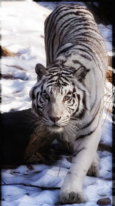 white tiger White Tiger Pictures, Tiger Facts, Snow Tiger, Tiger Walking, Tiger Photography, White Tigers, Tiger Wallpaper, Tiger Illustration, Tiger Pictures