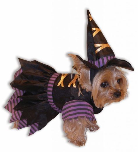 Dog Witch Costume, Top 10 Halloween Costumes, Witch Dog, Best Dog Costumes, Cute Dog Costumes, Dog Costumes Funny, Puppy Costume, Witch Costumes, Castle Scotland