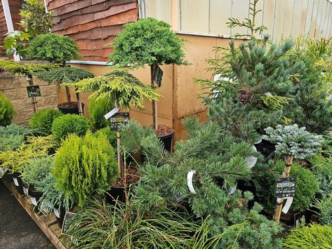 🍂 Fall in love with our conifers! 🍂 🌲Wide Choice Of Conifers 🌳 🌲ABIES KOREANA "KOHOUT'S ICEBREAKER.🌳 JUNIPERUS COMM." zeal" PINNUS NEGISHI JUNIPERUS COMMUNIS 'GOLDSCHATZ 🌲THUJA OCCIDENTALIS 'TINY TIM🌳 JUNIPERUS CHINENSIS "BLUE ALPS JUNIPERUS SQUAMATA 'BLUE STAR THUJA OCCIDENTALIS 'MIRJAM' THUJA OCC. 'MR.BOWLING BALL 🌲PINUS NIGRA 'MARIE BREGEON'🌳 THUJA PLICATA KAGERS BEAUTY JUNIPERUS COMMUNIS 'GREEN MANTLE THUJA PLICATA 'WHIPCORD 🌲CHAMAECYPARIS OBTUSA PYGMEA🌳 JUNIPERUS CONFERTA SCHLAGER JUNI... Juniperus Conferta, Green Mantle, Juniperus Squamata, Juniperus Chinensis, Abies Koreana, Chamaecyparis Obtusa, Thuja Plicata, Juniperus Communis, Tiny Tim