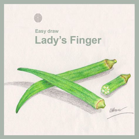 Realistic lady's finger drawing. Image by - K art and craft. Ladies Finger Drawing, Watercolor Pencil Drawing, Vegetables Drawing, Finger Drawing, Make Drawing, How To Draw Fingers, Vegetable Drawing, How To Draw Realistic, Draw Realistic