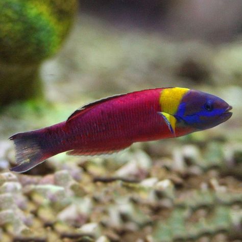 Wrasse Fish, Salt Water Fish, Animal References, Beautiful Sea Creatures, Marine Fish, Underwater Creatures, Reef Aquarium, Custom Website Design, Exotic Fish