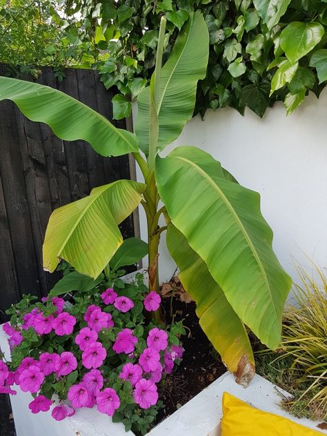 Banana Tree Landscape, Banana Trees Landscape, Musa Basjoo, Black Color Hairstyles, Garden Uk, Banana Trees, Norwich England, Hairstyles Black Hair, Color Hairstyles