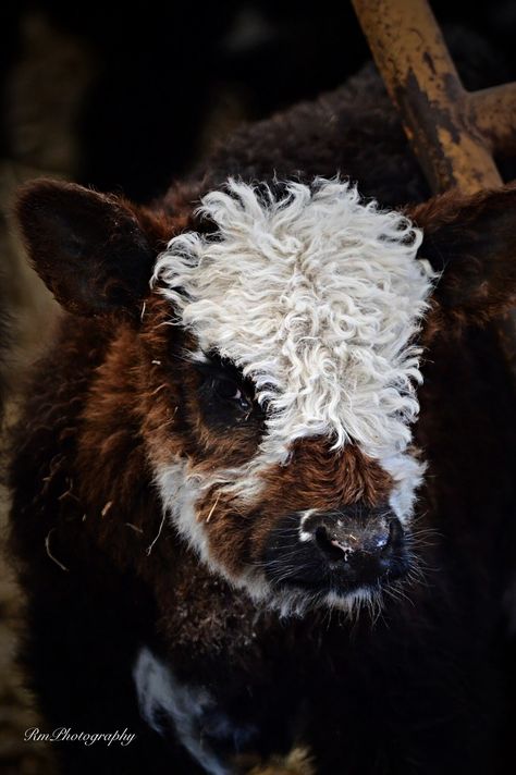 RmPhotography #calf #horse #animals #adorableanimals #pets #farmanimals #furryfriends #cuteanimals  #herbivores #omnivores #mammals #creatures #domesticanimals Curly Cow, Cows Images, Fluffy Cow, Popular Images, Mini Cows, Fluffy Cows, Baby Cows, Hereford, Cute Cows