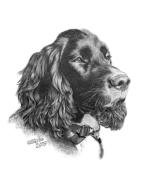 Cocker Spaniel pencil portrait - Garry's Pencil Drawings Sprocker Spaniel Tattoo, English Cocker Spaniel Drawing, Black Cocker Spaniel Drawing, Cocker Spaniel Sketch Pencil Drawings, Cocker Spaniel Coloring Page, Cocker Spaniel Illustration Drawings, Sprocker Spaniel, Otter Art, Boykin Spaniel