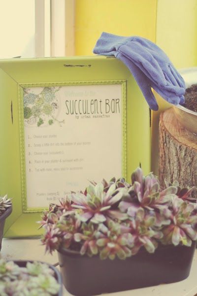 succulent bar by urban sassafras : diy a cute planter that's unique! Succulent Bar Diy, Succulent Bar, Plant Bar, Bar Setup, Bar Diy, Garden Inspo, Spring Plants, Diy Bar, Succulents Diy