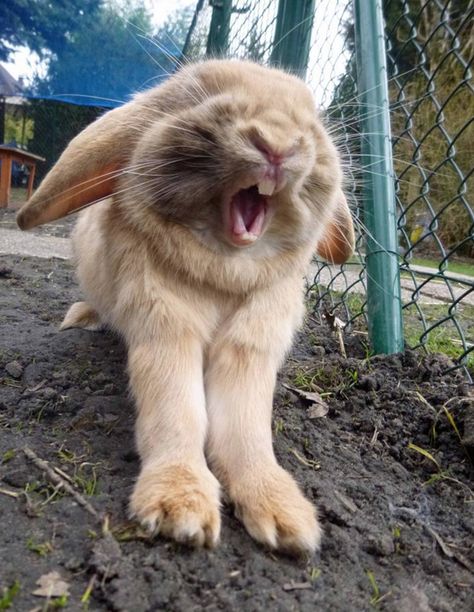 Bunny Yawning-- one of the cutest things you will ever see! :) Funny Rabbit, Bunny Pictures, Funny Bunnies, Baby Bunnies, Hamsters, Sweet Animals, Animal Photo, 귀여운 동물, Animals Friends