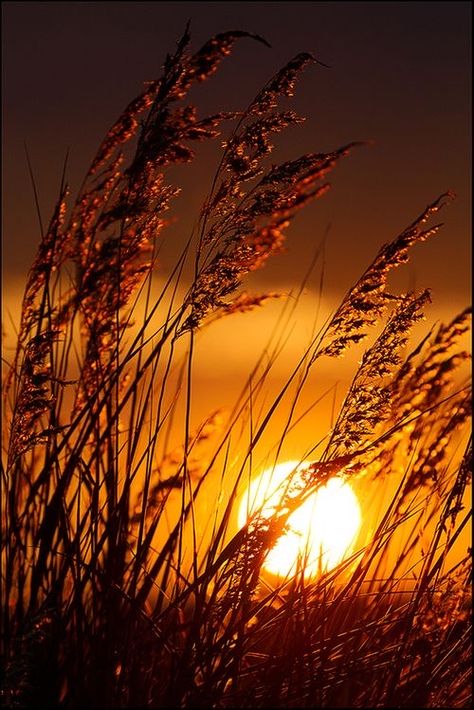 Sun Light Aesthetic, Field Photos, Sunset Pics, Sun Light, Beautiful Sunrise, Photography Wallpaper, Alam Yang Indah, Nature Wallpaper, Beautiful Sunset