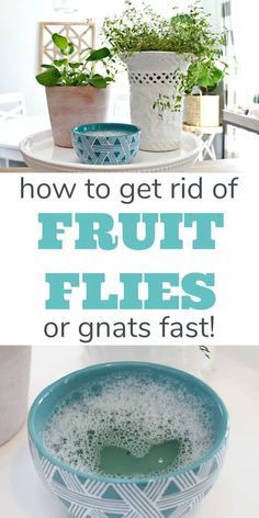 How to get rid of fruit flies or gnats fast! You only need a couple of household ingredients to get rid of and kill those pesky fruit flies and keep them out of your kitchen and bathroom sink drains, away from your plants and out of your wine! via @Mom4Real How To Get Rid Of Gnats, Clean Hacks, Clean Baking Pans, Deep Cleaning Hacks, Cleaning Painted Walls, Deep Cleaning Tips, Organizing Hacks, Fruit Flies, Household Cleaning Tips