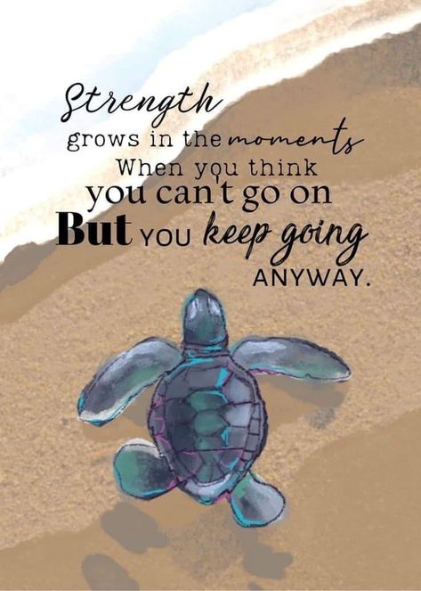 Turtle Quotes, Turtle Time, A Turtle, Lesson Quotes, English Quotes, Encouragement Quotes, Good Thoughts, Keep Going, Sea Turtle