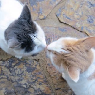 Kissing kitties 2 Cats Kissing, Cat Kiss Mwa, Kitties Kissing, Kissing Reaction Pic, Two Cats Kissing, Kiss Reaction Pic, Kissing Meme, Cat Kissing, Cats Kissing