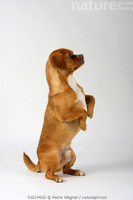 Dog Standing Up, Scruffy Dogs, Sitting Dog, Sitting Poses, Sit Up, Dog Sitting, Dogs, Animals, Quick Saves