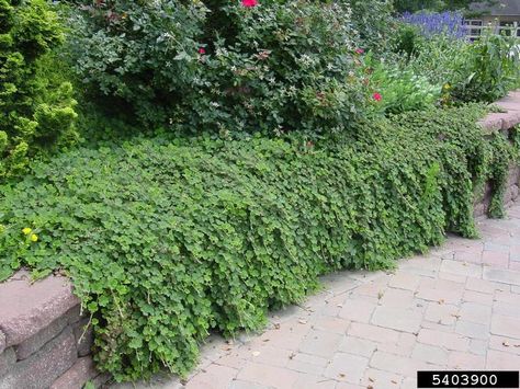 creeping raspberry - extremely drought & heat tolerant ground cover. red/bronze leaves in fall/winter - small sparse fruits. Creeping Raspberry, Ground Cover Plants, Small White Flowers, How To Attract Birds, Bramble, Trees And Shrubs, Ground Cover, Drought Tolerant, Healthy Plants