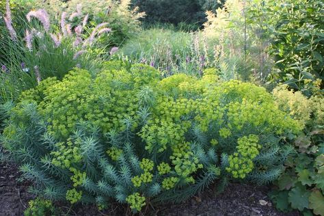 Euphorbia seguieriana niciciana, it tolerates drought as well as cold. Euphorbia Seguieriana, Dry Gardens, Dry Garden, London Garden, Gravel Garden, Ideas For Garden, Planting Ideas, Plant Ideas, Garden Flower