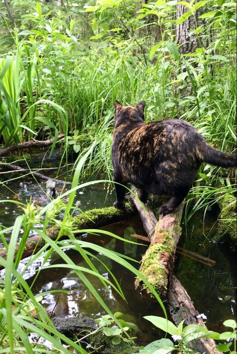 #garden #pond #cat Frog Ponds Backyard, Pond Underwater, Pond At Night, Pond Aesthetic, Fairy Pond, Inspo Drawing, Frog Habitat, Frog Pond, Swimming Pond