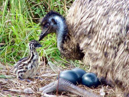 Male Emu and Chick and eggs. Emu Bird, Emu Egg, Laughing Animals, Birds Beautiful, Birds Of Australia, Emu Oil, Flightless Bird, Native Australians, Australian Wildlife