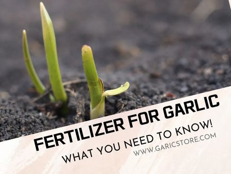 Best Soil For Garlic, Garlic Plants, Garlic Garden, Diy Fertilizer, Garden Companion Planting, Planting Garlic, Garlic Seeds, Growing Garlic, Vegetable Garden Diy