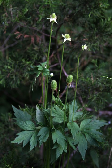 Tall Thimbleweed plant, Anemone virginiana Liminal Spaces, Plant Identification, Native Garden, Woodland Garden, Plant List, Wild Plants, Outdoor Inspirations, White Gardens, Shade Plants