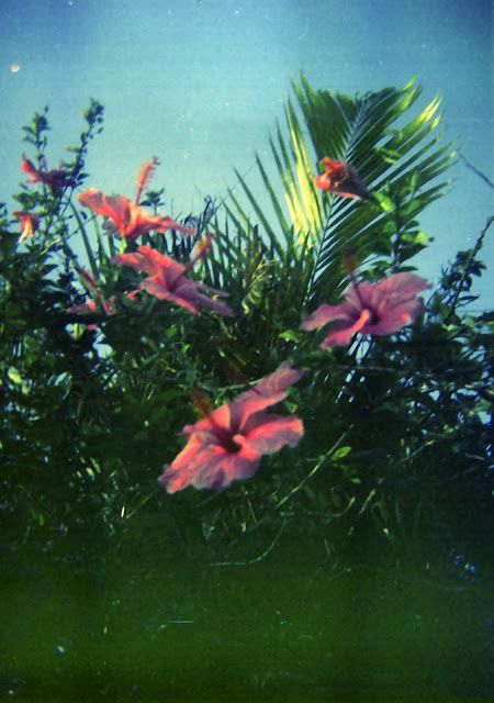 Alnilam55555 Campy Aesthetic, Terrence Loves You, Eleven Paris, Exotic Flowers, Nature Aesthetic, Plant Life, Pretty Flowers, Film Photography, Mother Nature