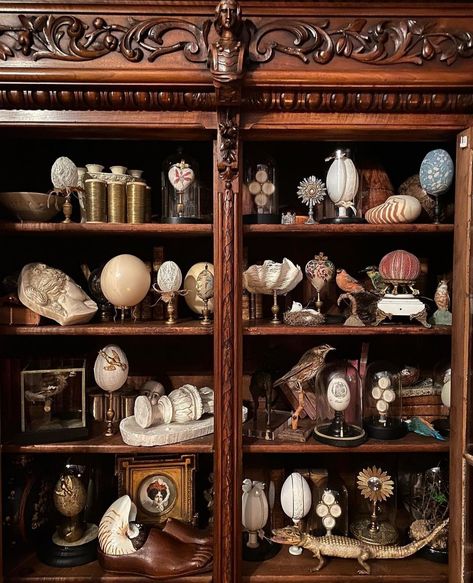 Gothic Display Cabinet, Curiosity Cabinet Aesthetic, Cabinet Of Curiosities Diy, Red Serpent, Curio Cabinet Decor, Curio Cabinet Displays, Thanksgiving Board, Cabinet Of Curiosity, Shell Display