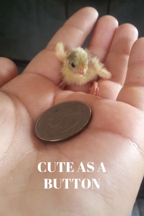 Button Quails, Quail Farm, Button Quail, Quail Coop, House Chicken, Raising Quail, Chicken Tractors, Chicken Keeping, Home Pets