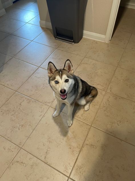 Pomsky for Sale Pomsky Puppies For Sale, Pomsky Puppy, Pomsky Puppies, Puppies For Sale Near Me, Mini Poodles, Teacup Puppies, Puppies For Sale, Dogs And Puppies, 1 Year