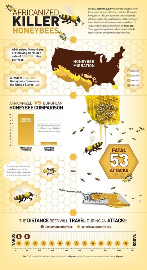 Africanized Honeybee Migration through the US [Infographic] Honey Bee Facts, Honey Bees Keeping, Bee Removal, Bee Boxes, Bee Keeper, Bee Inspired, Honey Bees, Busy Bee, Bees Knees